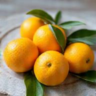 瑞々しい日本産のユズの実